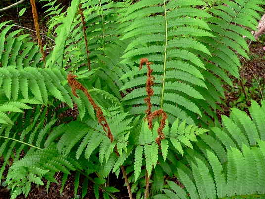 {Osmundastrum cinnamomeum}